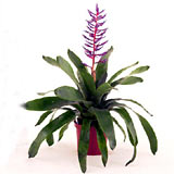 ایکمیا باران آبی